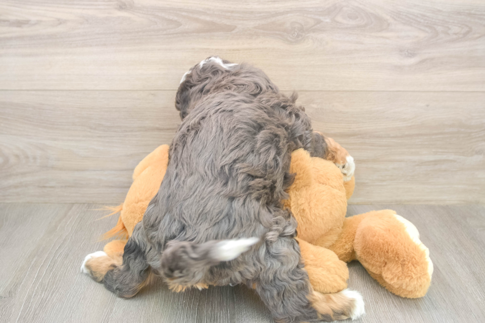Mini Bernedoodle Pup Being Cute