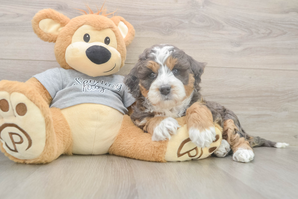 Mini Bernedoodle Pup Being Cute