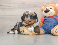 5 week old Mini Bernedoodle Puppy For Sale - Lone Star Pups