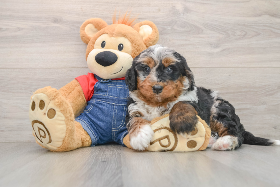 Fluffy Mini Bernedoodle Poodle Mix Pup