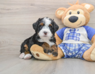 7 week old Mini Bernedoodle Puppy For Sale - Lone Star Pups