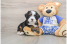 Small Mini Bernedoodle Baby