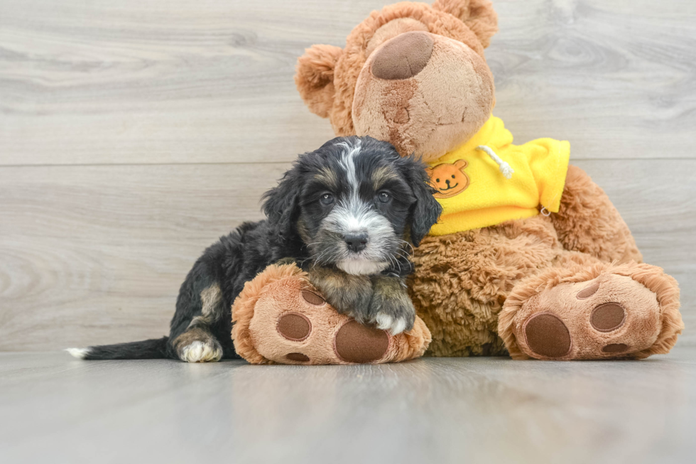 Mini Bernedoodle Puppy for Adoption