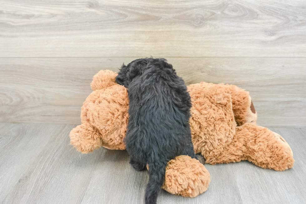 Best Mini Bernedoodle Baby