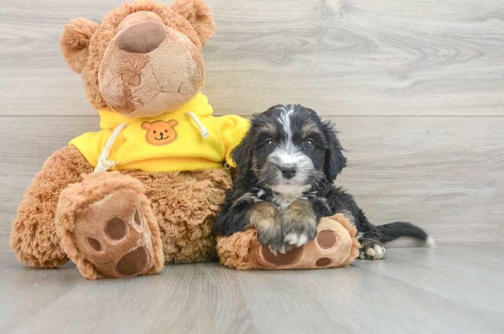 8 week old Mini Bernedoodle Puppy For Sale - Lone Star Pups