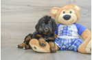 Little Mini Bernesedoodle Poodle Mix Puppy