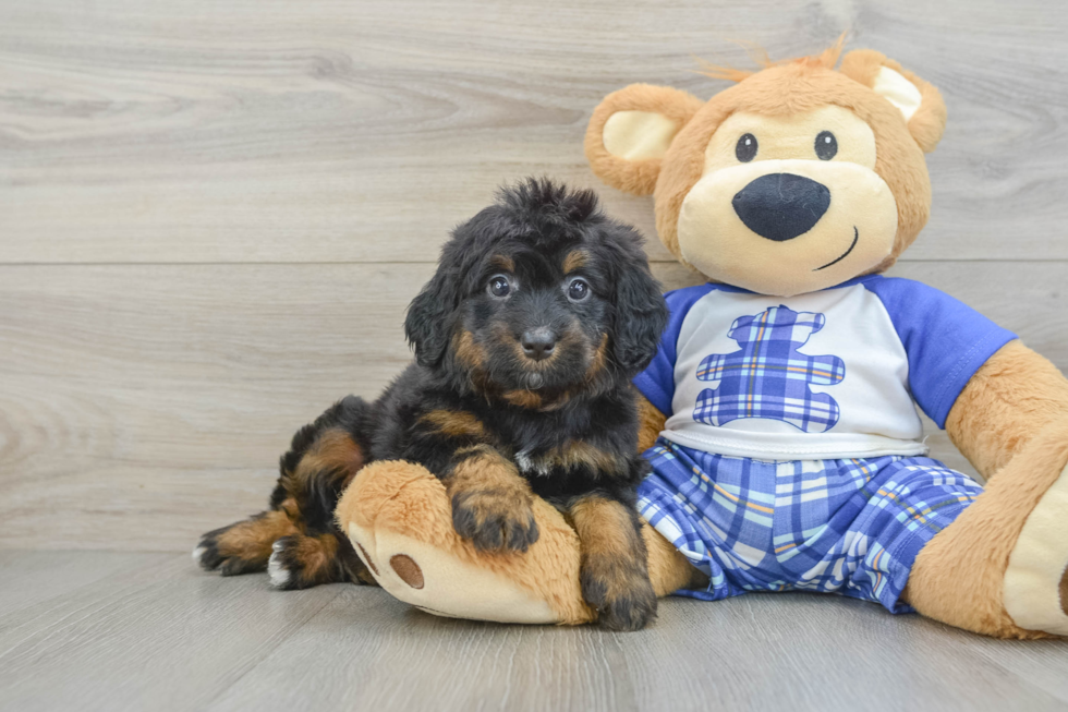 Little Mini Bernesedoodle Poodle Mix Puppy