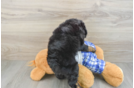 Mini Bernedoodle Pup Being Cute
