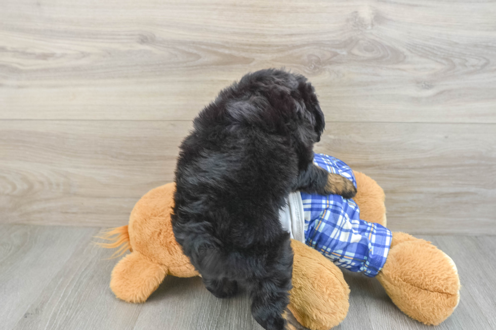 Mini Bernedoodle Pup Being Cute