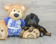 8 week old Mini Bernedoodle Puppy For Sale - Lone Star Pups