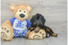 Best Mini Bernedoodle Baby