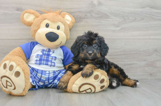 Best Mini Bernedoodle Baby