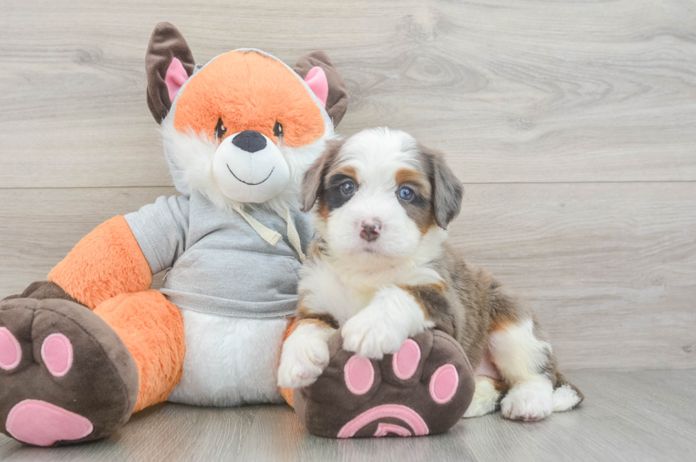 5 week old Mini Bernedoodle Puppy For Sale - Lone Star Pups