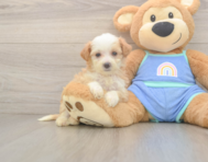 6 week old Mini Bernedoodle Puppy For Sale - Lone Star Pups