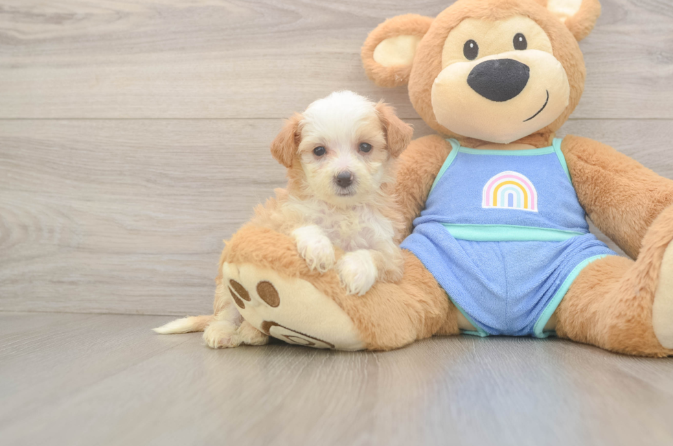 6 week old Mini Bernedoodle Puppy For Sale - Lone Star Pups