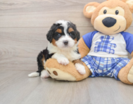 6 week old Mini Bernedoodle Puppy For Sale - Lone Star Pups