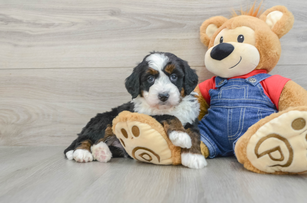 5 week old Mini Bernedoodle Puppy For Sale - Lone Star Pups