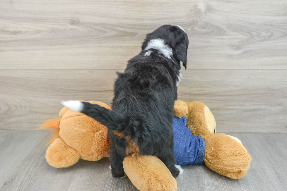 Best Mini Bernedoodle Baby