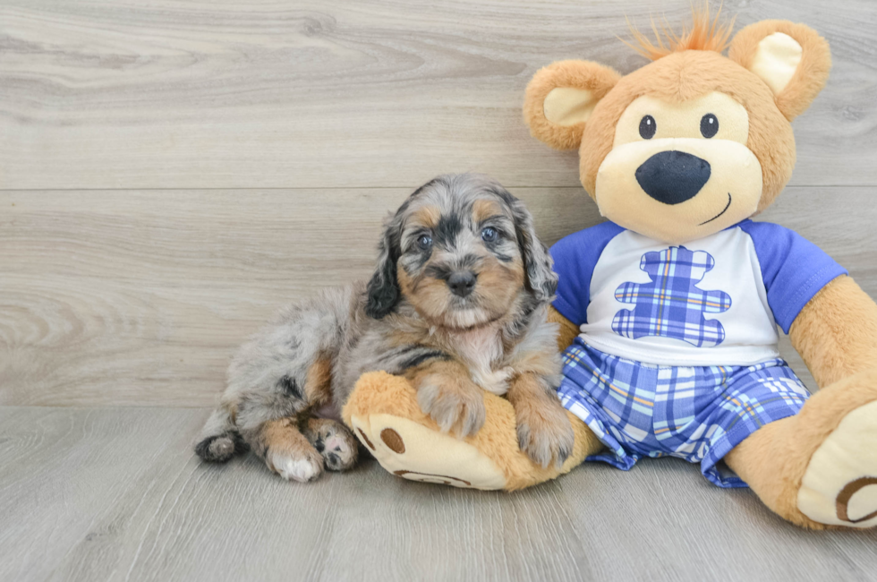 7 week old Mini Bernedoodle Puppy For Sale - Lone Star Pups