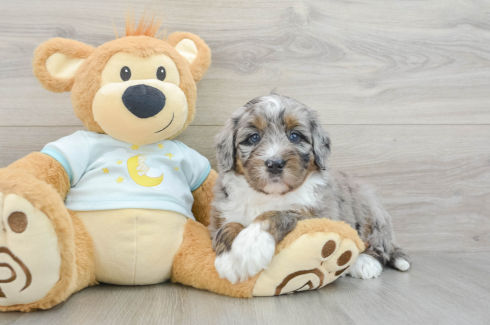 6 week old Mini Bernedoodle Puppy For Sale - Lone Star Pups