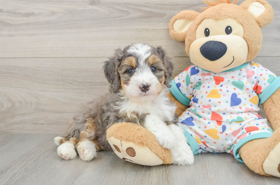 7 week old Mini Bernedoodle Puppy For Sale - Lone Star Pups