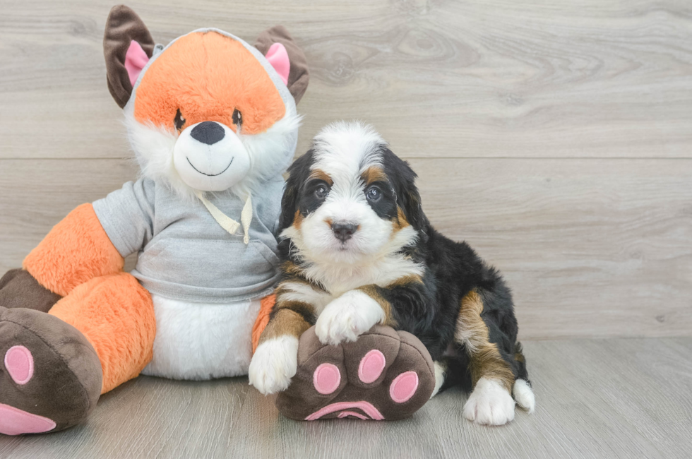 5 week old Mini Bernedoodle Puppy For Sale - Lone Star Pups