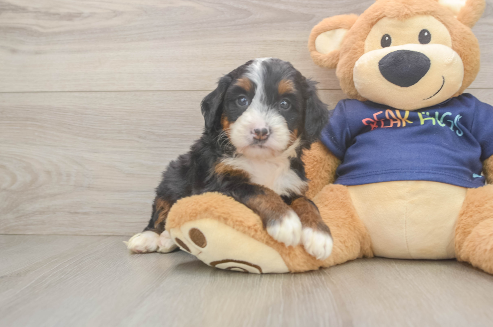 5 week old Mini Bernedoodle Puppy For Sale - Lone Star Pups