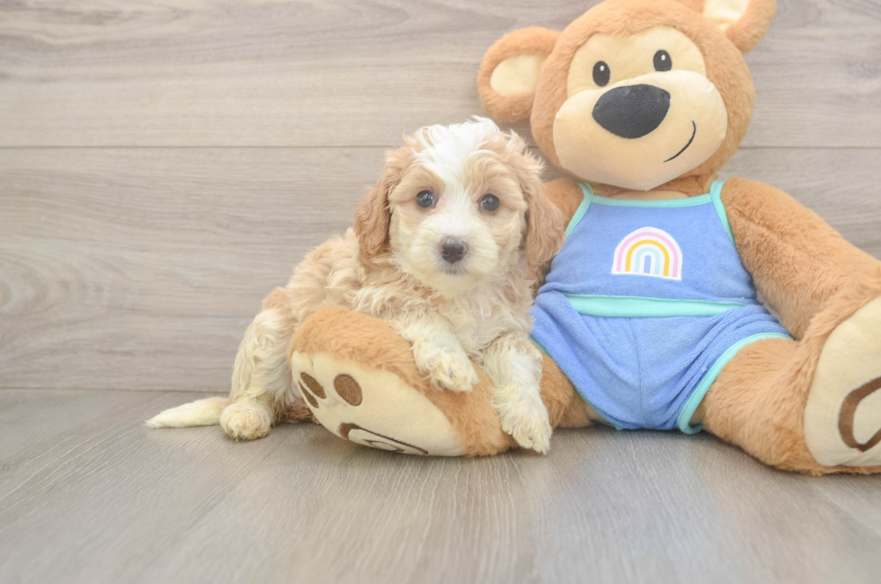 6 week old Mini Bernedoodle Puppy For Sale - Lone Star Pups