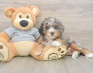 7 week old Mini Bernedoodle Puppy For Sale - Lone Star Pups