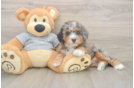 Mini Bernedoodle Puppy for Adoption