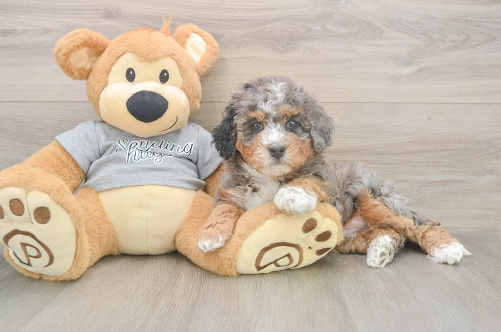 6 week old Mini Bernedoodle Puppy For Sale - Lone Star Pups