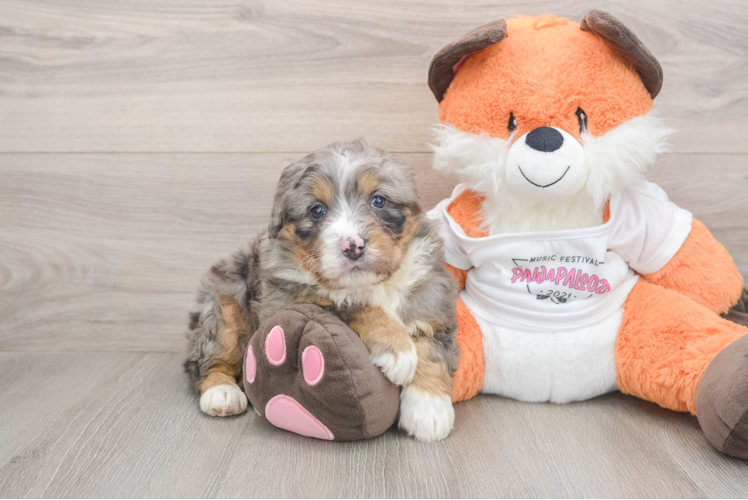 Mini Bernedoodle Pup Being Cute