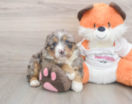 7 week old Mini Bernedoodle Puppy For Sale - Lone Star Pups