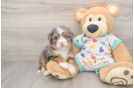 Mini Bernedoodle Puppy for Adoption