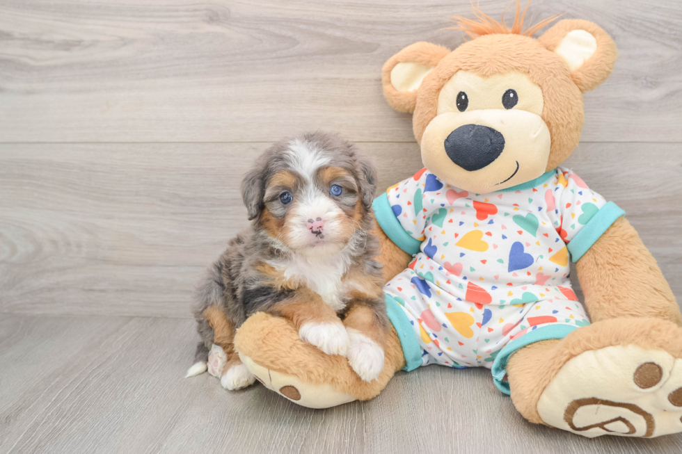 Mini Bernedoodle Puppy for Adoption