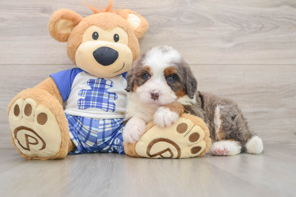 Little Mini Bernesedoodle Poodle Mix Puppy