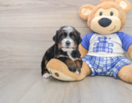7 week old Mini Bernedoodle Puppy For Sale - Lone Star Pups