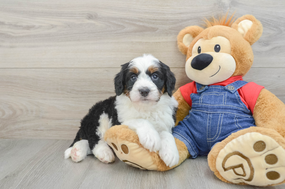 5 week old Mini Bernedoodle Puppy For Sale - Lone Star Pups