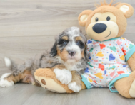 8 week old Mini Bernedoodle Puppy For Sale - Lone Star Pups