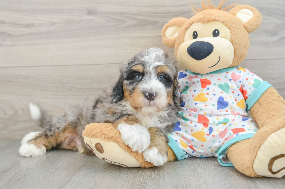 7 week old Mini Bernedoodle Puppy For Sale - Lone Star Pups
