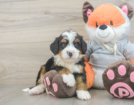 7 week old Mini Bernedoodle Puppy For Sale - Lone Star Pups