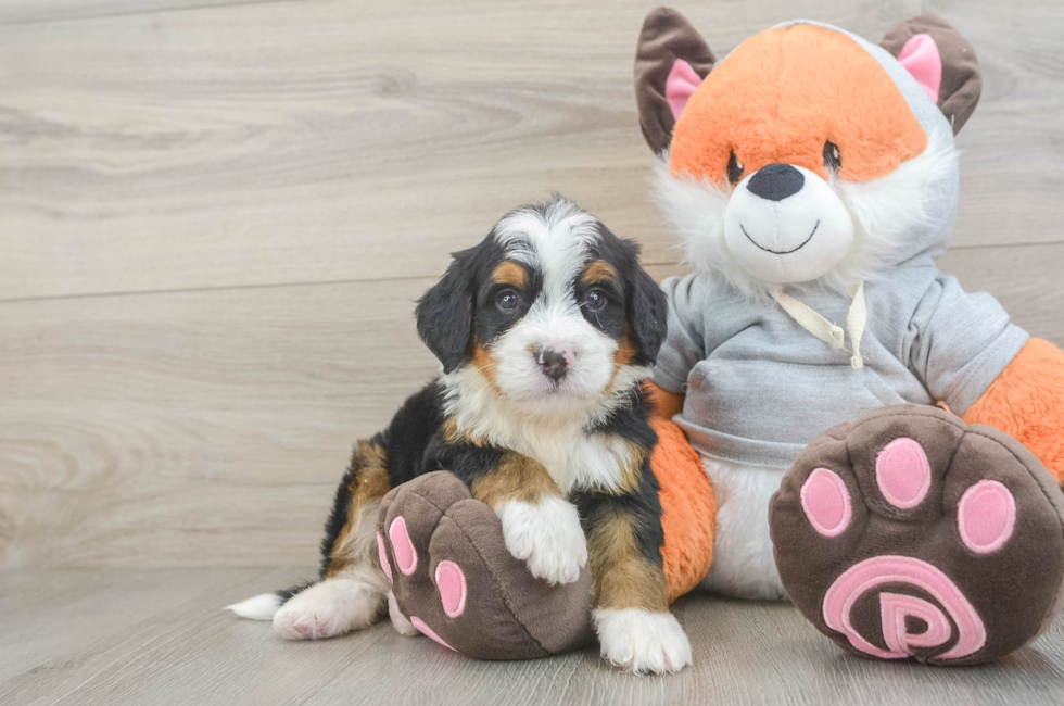 5 week old Mini Bernedoodle Puppy For Sale - Lone Star Pups