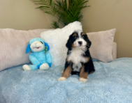 8 week old Mini Bernedoodle Puppy For Sale - Lone Star Pups