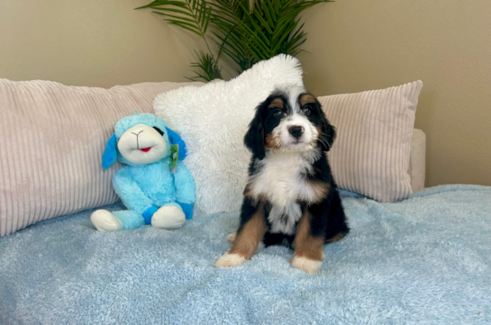 Mini Bernedoodle Pup Being Cute