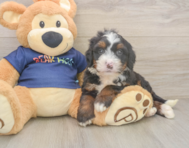 6 week old Mini Bernedoodle Puppy For Sale - Lone Star Pups