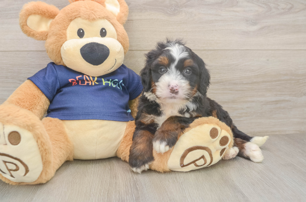 5 week old Mini Bernedoodle Puppy For Sale - Lone Star Pups