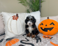 8 week old Mini Bernedoodle Puppy For Sale - Lone Star Pups