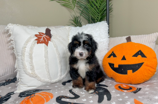 Cute Mini Bernedoodle Baby