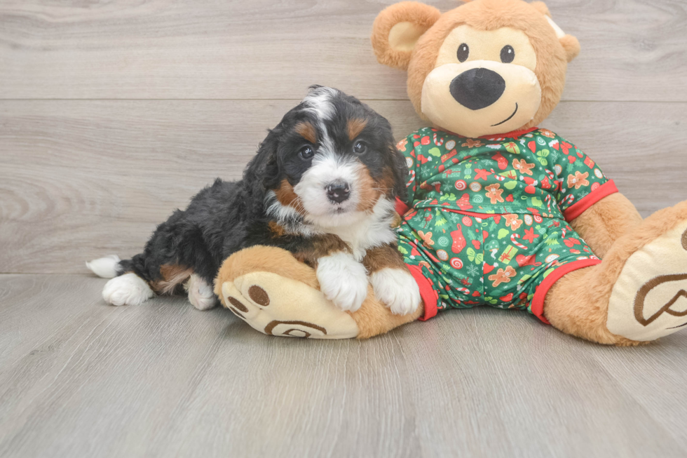 Smart Mini Bernedoodle Poodle Mix Pup