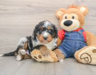 5 week old Mini Bernedoodle Puppy For Sale - Lone Star Pups